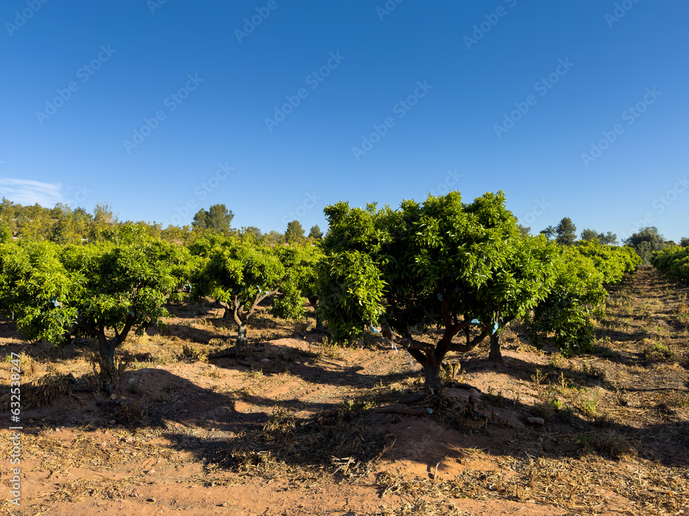Blossoming Orange tree in farm field in spring season. Planting a tree. Tangerine plantation. Agriculture plant growing on farm field. Spain farm land. Orange citrus trees fruits in garden. Blossoming Orange tree in farm field in spring season. Planting a tree. Tangerine plantation. Agriculture plant growing on farm field. Spain farm land. Orange citrus trees fruits in garden.
