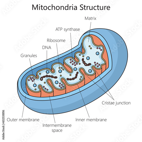 Human mitochondria structure diagram schematic vector illustration. Medical science educational illustration