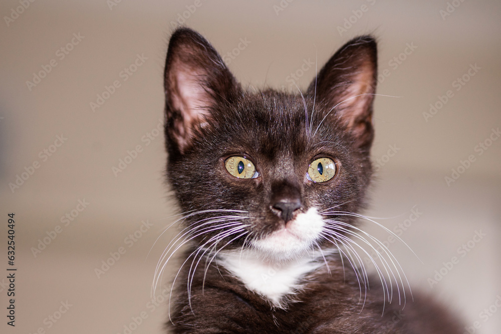 black and white cute kitten on blurry background