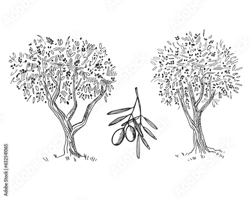 Olive tree and branch with olive fruits drawing. Sketch hand drawn on isolated white background vector illustration. Olive oil production, harvest, healthy food. For print, template, label, logo