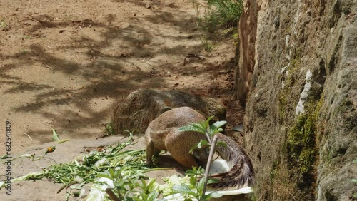 Striped Ground Squirrel (Euxerus Erythropus) eats Veggies At Zoological Garden. Close Up photo