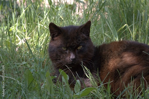 Kot w trawie. 