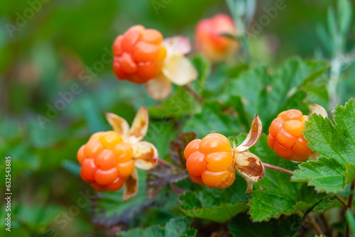 Cloudberry is a delicious berry that grows in the marsh