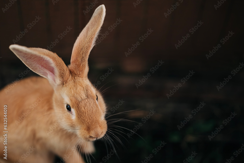Obraz premium Red ginger rabbit on the farm living happy animal cute pet. Domestic little animals fluffy