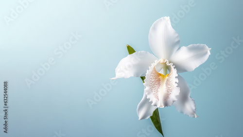 White cattleya orchid flower background, Flowers composition as background project graphic design