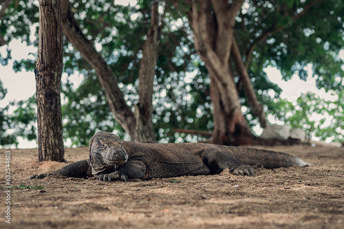 Fototapeta Naklejka Na Ścianę i Meble -  A Komodo dragon laying on the sand on Komodo island, Indonesia