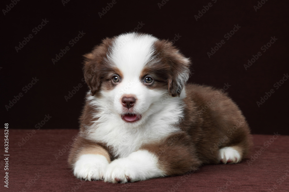 Cute fluffy miniature american shepherd puppy Cute fluffy miniature american shepherd puppy