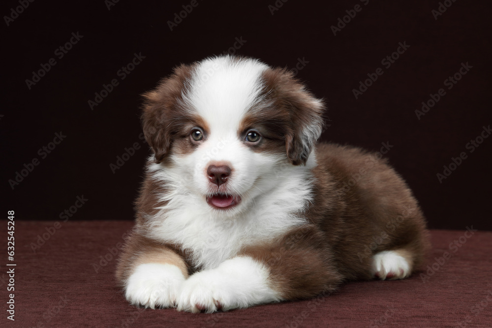 Cute fluffy miniature american shepherd puppy