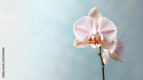 white Moth (Phalaenopsis amabilis) orchid flower background, Flowers composition as background project graphic design