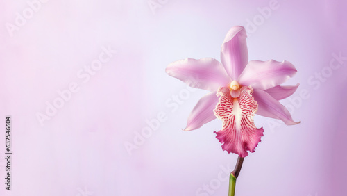 Pink cattleya orchid flower background, Flowers composition as background project graphic design