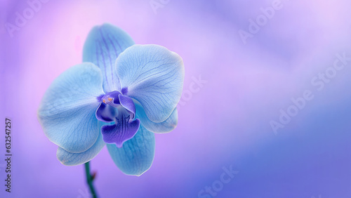 Blue Vanda tessellata orchid flower background  Flowers composition as background project graphic design