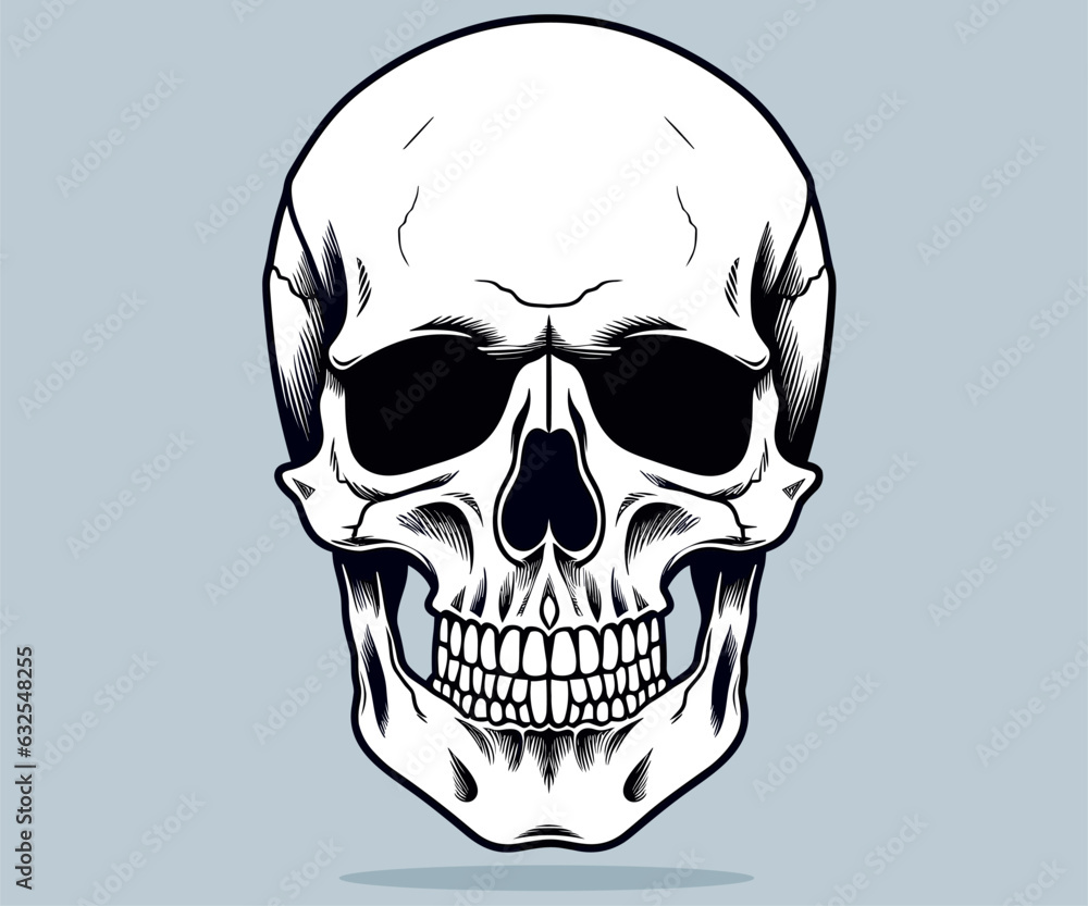 Fototapeta premium Human skull illustration