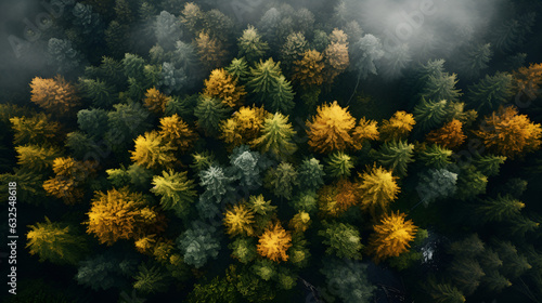 Forest in Bird eye's view, wonderful landscape, v39, created with generative AI technology