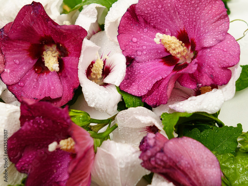 White and dark red flowers  leaves of mallow tree with water drops on them  floral background 