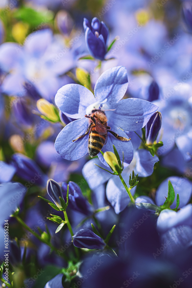Fototapeta premium bee on blue flower