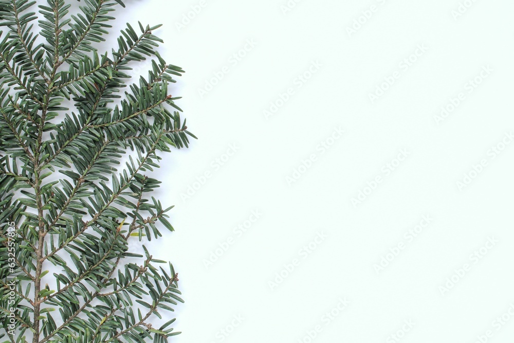 Green spruce branch on white background with copy space. Christmas tree decoration. New year, winter holiday card. Fir, pine twig. Promotion of the poster sale or percent discount in the store