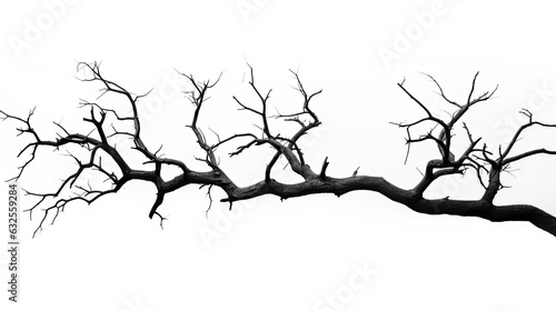 Isolated dead tree on white background