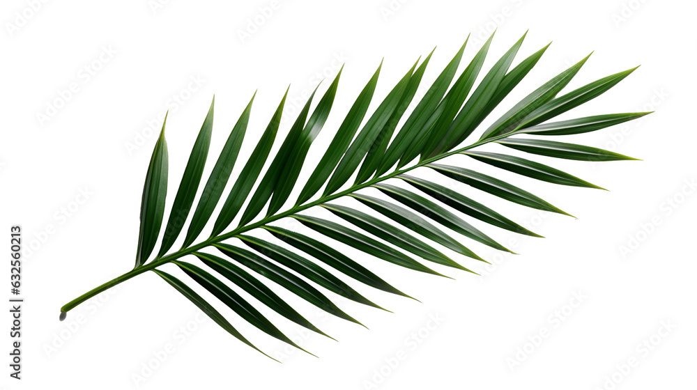 Palm leaf isolated on white Palm leaf isolated on white