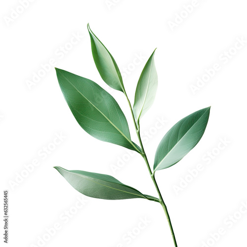 Isolated green plant leaves on transparent background © AkuAku