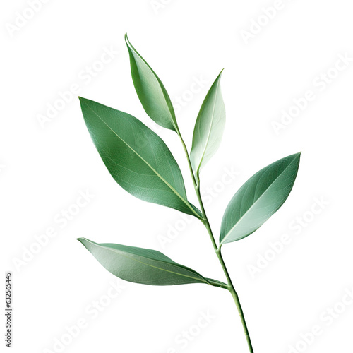 Isolated green plant leaves on transparent background