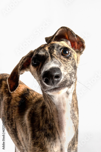 Spanish Greyhound / Galgo puppy portrait photo