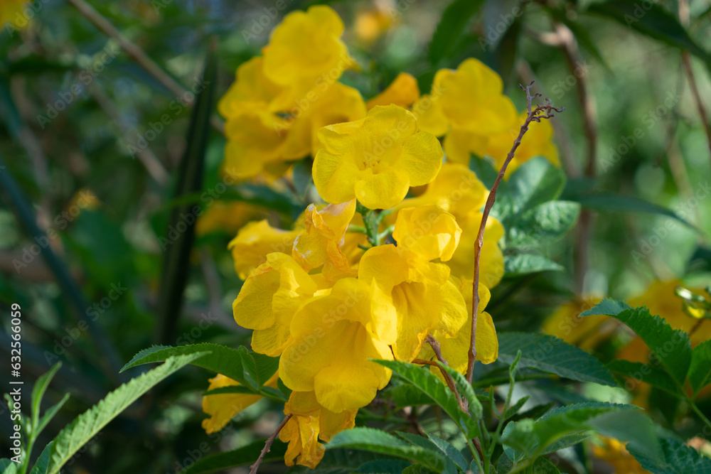 Yellow Bells Flowers (Tecoma stans) Yellow Bells Flowers (Tecoma stans)