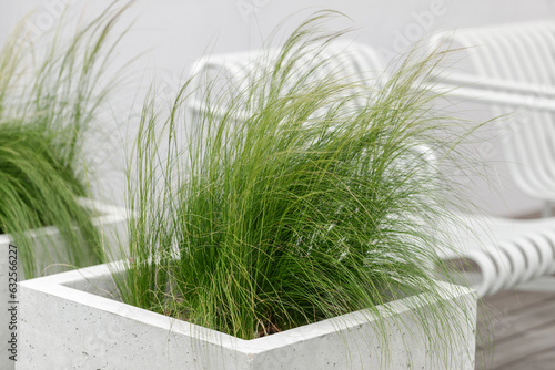 Light and elegant curves of feather grass (stipa)  in contemporary concrete flower pots. Summer terrace exterior concept. Feather grass found as ornamental plants in the garden design.