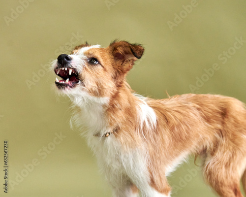Canvas Print A small stray dog growls and barks, the dog is afraid or defensive