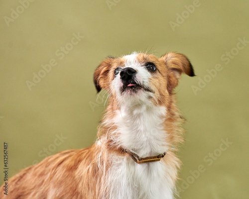 Portraite of cute puppy. Little smiling dog on bright trendy background. Free space for text.