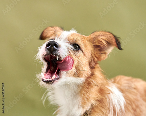 portrait of a dog, dog licks