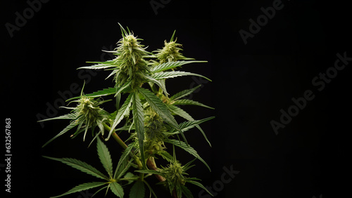 Cannabis Pflanze auf schwarzen Hintergrund, ai generativ