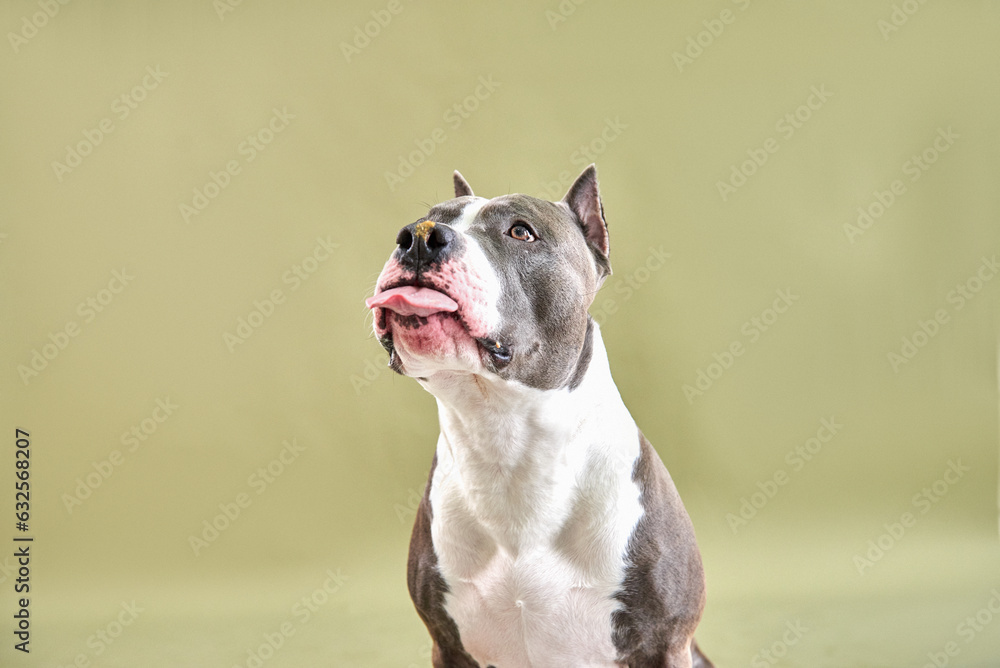 american staffordshire terrier sticking out its tongue