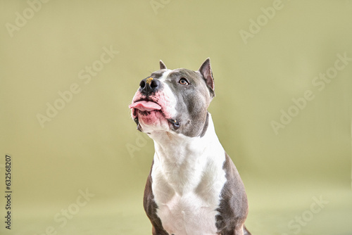 Obraz na płótnie american staffordshire terrier sticking out its tongue w salonie