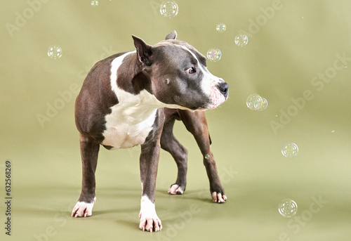 american staffordshire terrier playing with bubbles