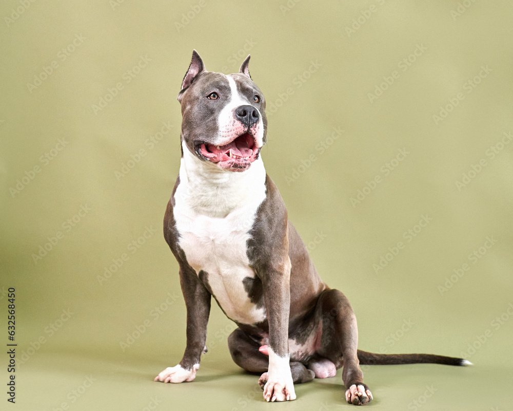 Portrait of a dog breed American Staffordshire Terrier on a green background