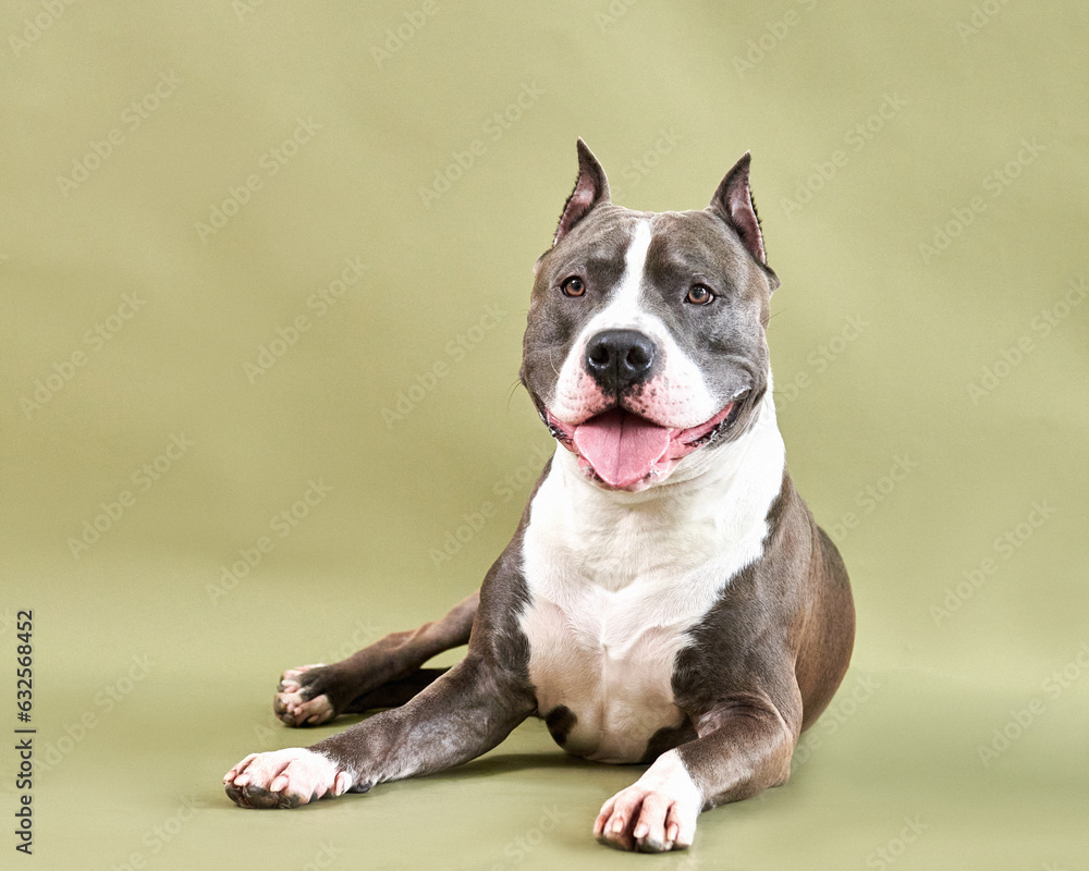 Portrait of a dog breed American Staffordshire Terrier on a green background