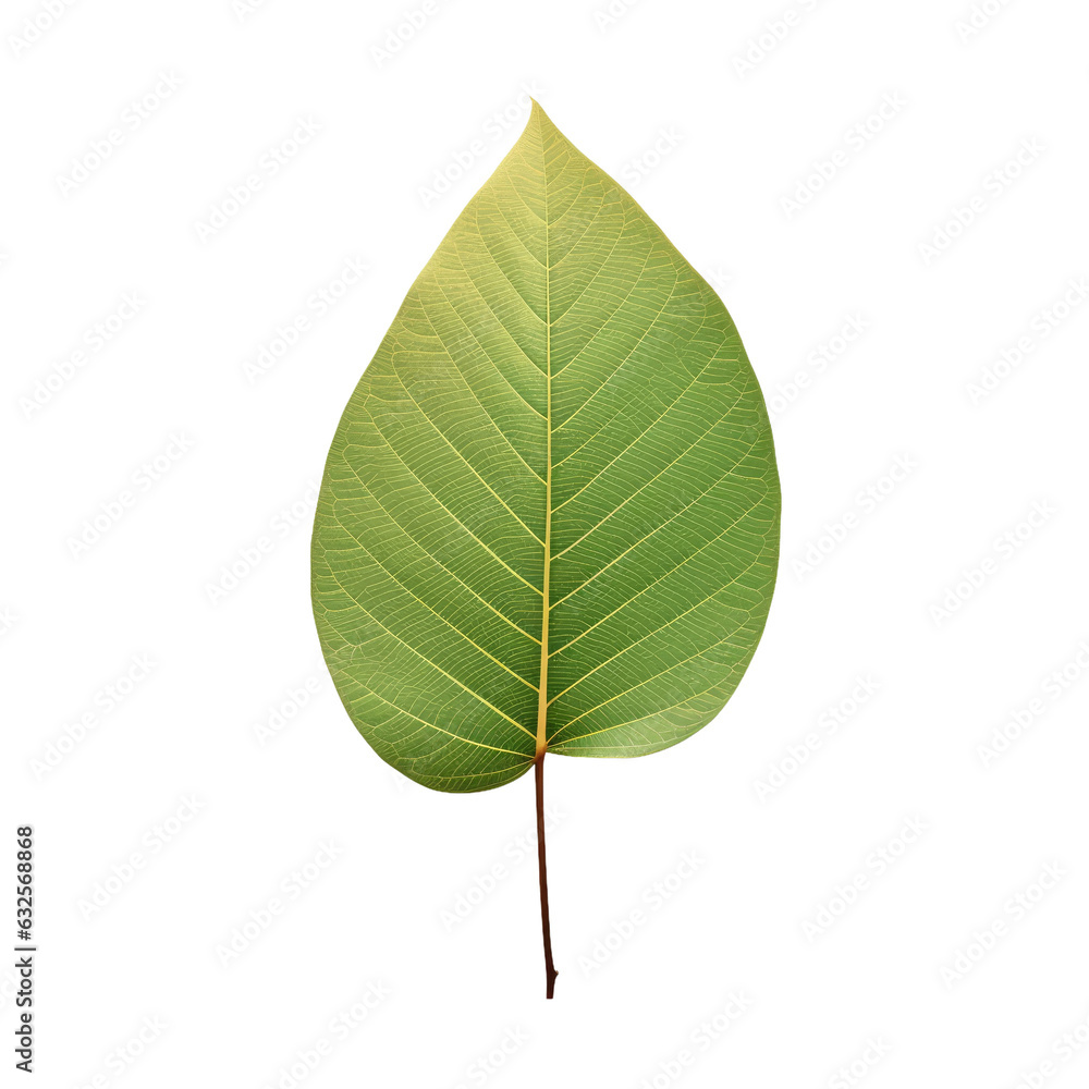 transparent background with Tree Leaf transparent background with Tree Leaf