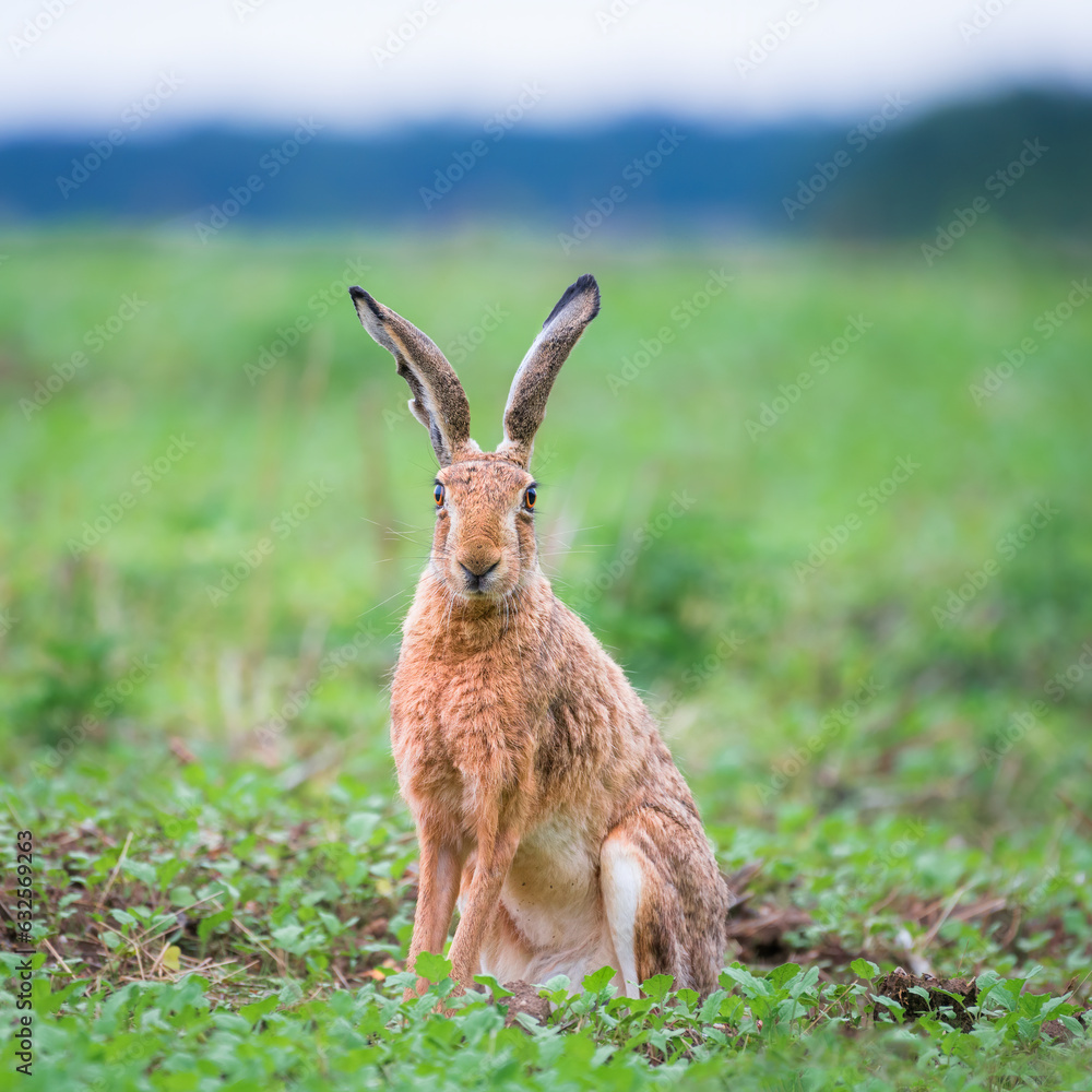 Fototapeta premium hare sitting in a field
