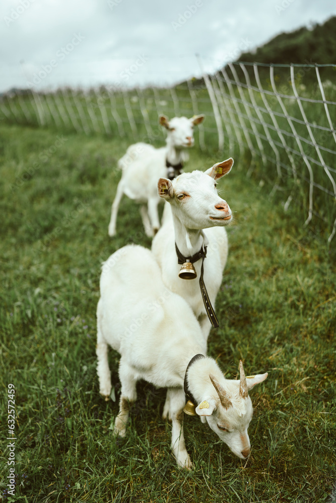 Obraz premium goats in the pasture environment of the Alps