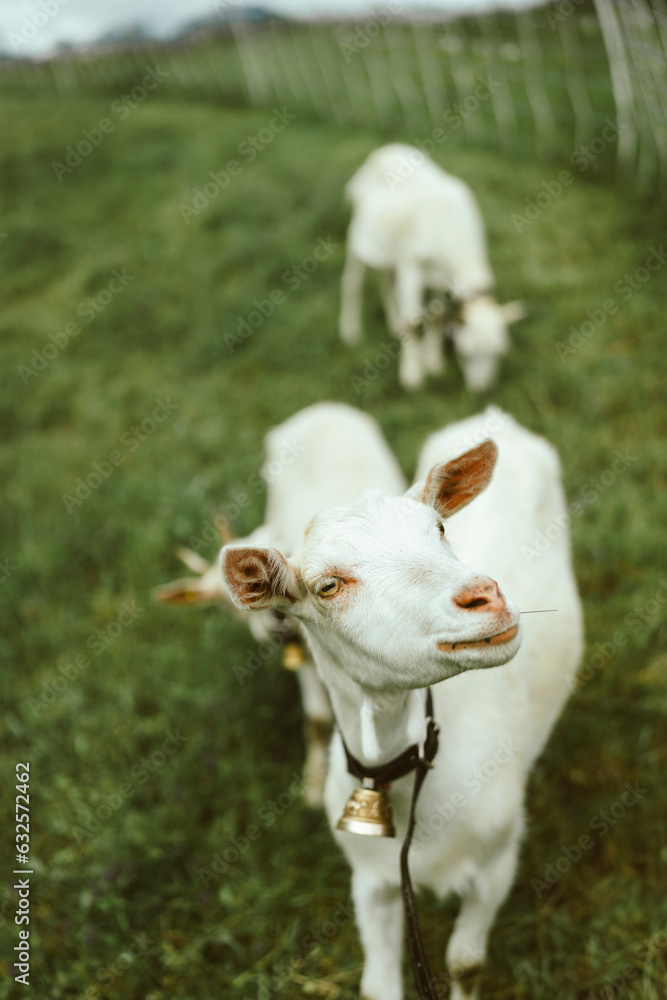 Obraz premium goats in the pasture environment of the Alps