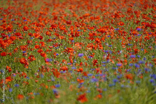 field of flowers © Paul.juchelka