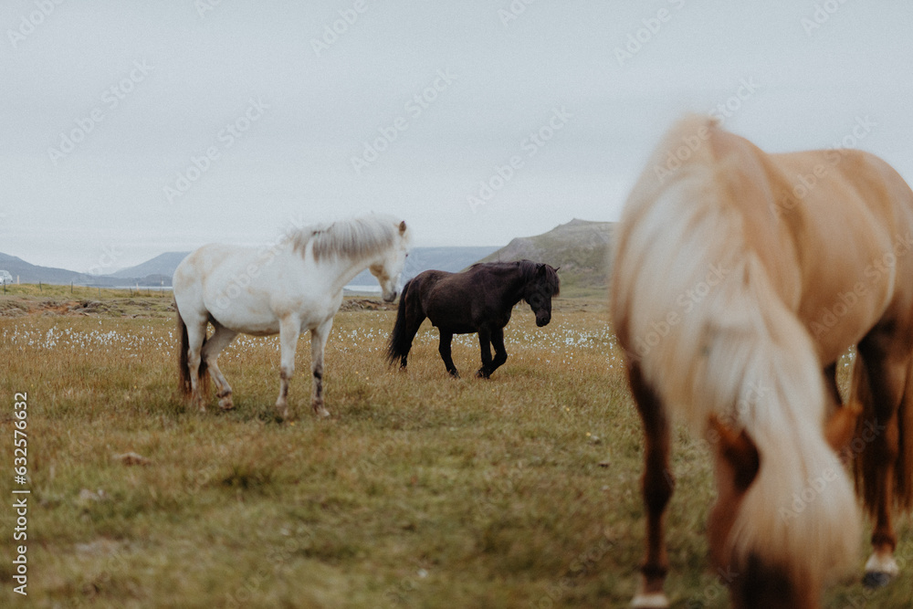 Obraz premium Island - Islandpferd