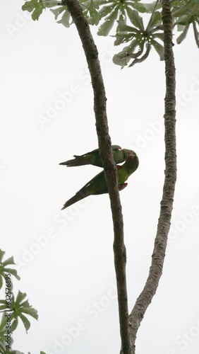 White-eyed Parakeets clean each other and it looks almost as if they are cuddling. Filmed in Goiania in Brazil. photo