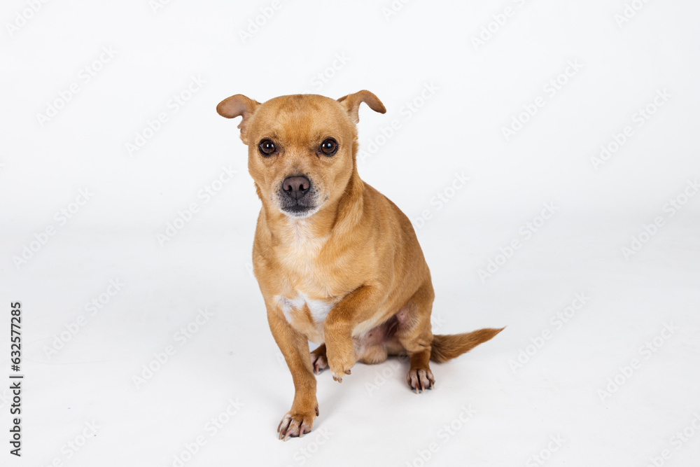 A mixed breed small chihuahua small dog on a white background with copy space A mixed breed small chihuahua small dog on a white background with copy space