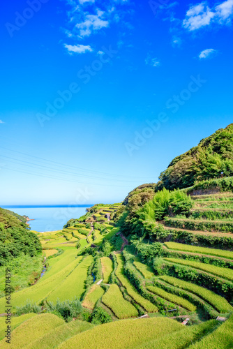 夏の浜野浦の棚田 佐賀県松浦郡 Hamanoura Rice Terraces in summer. Saga Pref, Matsuura-gun.