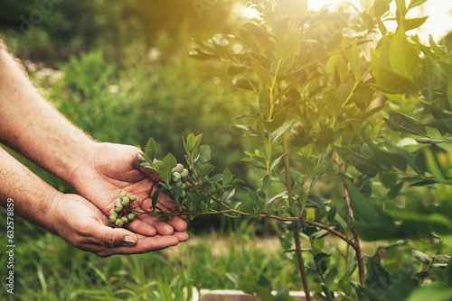 Food plantation, orchard, BIO viands. Group of blueberry plants. Farmer hands present future harvest using organic BIO fertilizers. Tree background. Homemage gardening. Simple care about plants photo