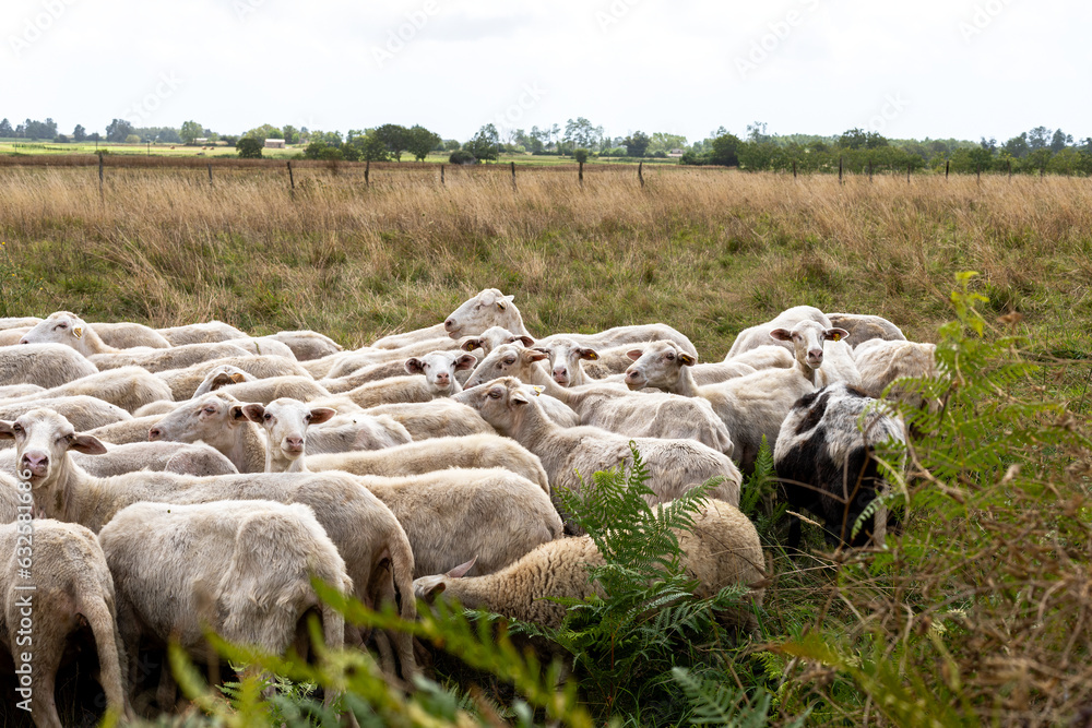 Obraz premium A Peaceful Flock of Sheep Grazing in a Green Pasture