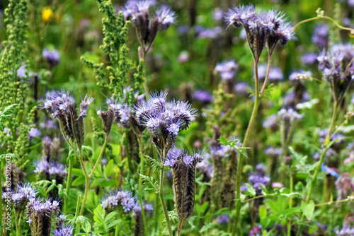 Phacelia Flowers