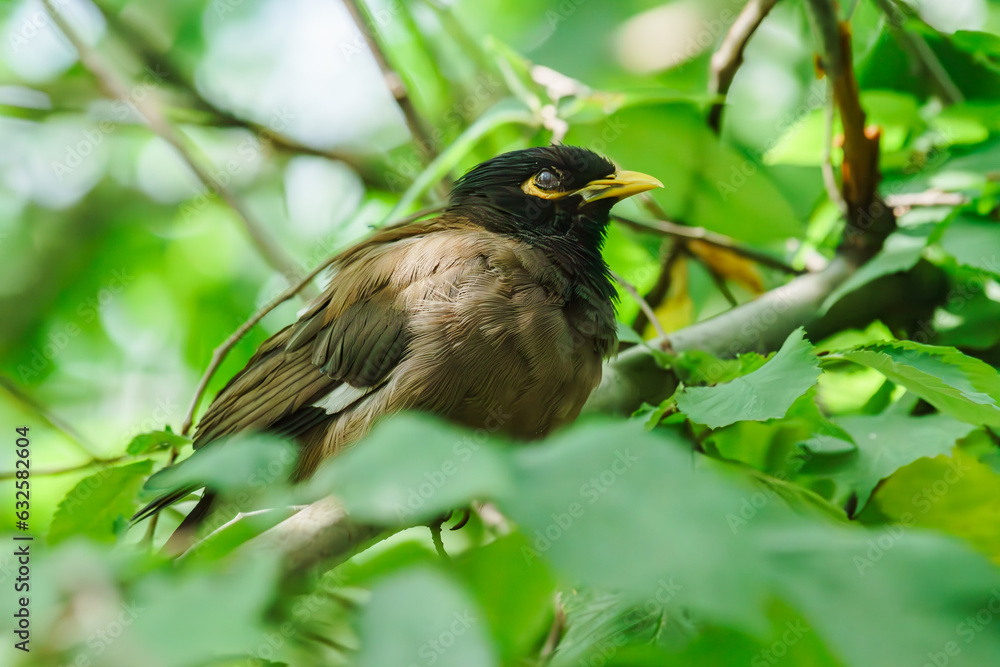 Birds are sitting on a tree
