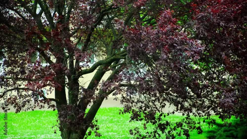 A tree with purple leaves when it rains in summer A tree with purple leaves when it rains in summer